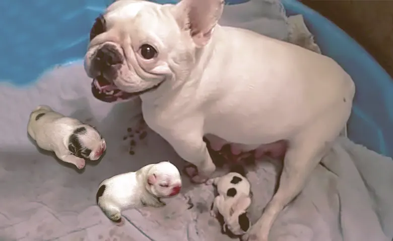 French bulldog with her new born puppies French bulldog with her new born puppies