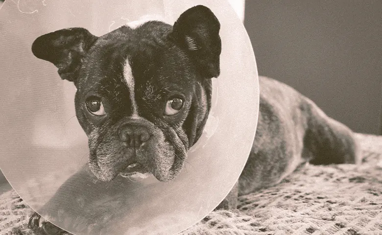 French bulldog with medical collar French bulldog with medical collar