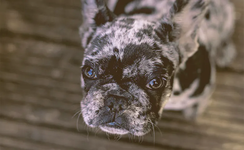 French bulldog looking up