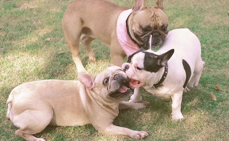 French bulldogs playing