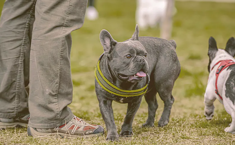 French bulldogs walking on the park with owner