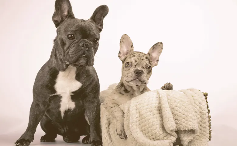 gray French bulldog sitting near basket with blanket lovely bulldog puppy inside