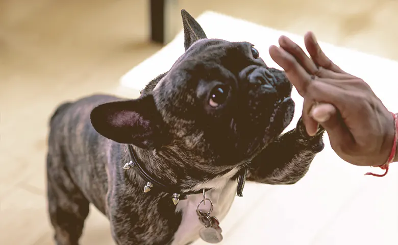 high five between French bulldog and owner high five between French bulldog and owner