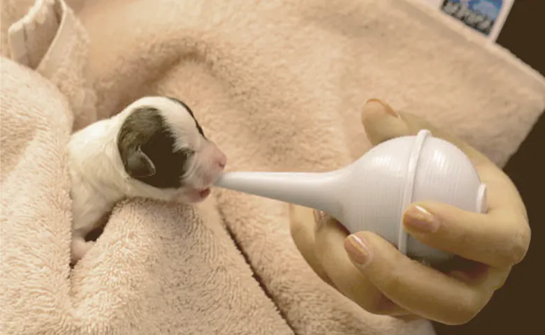 nurse taking care of a newborn French bulldog