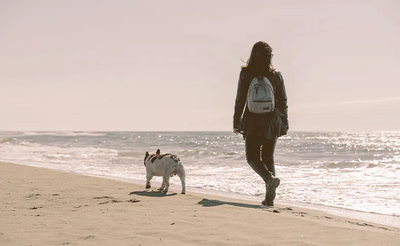 owner and French bulldog walking on the beach owner and French bulldog walking on the beach