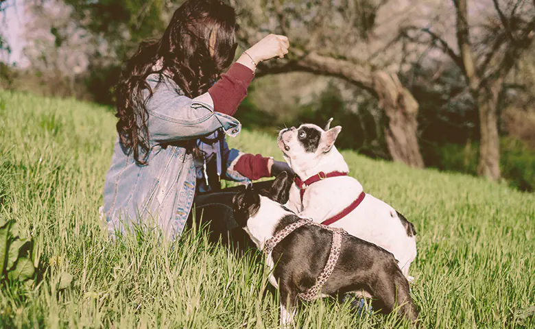 owner giving treats to the French bulldogs owner giving treats to the French bulldogs
