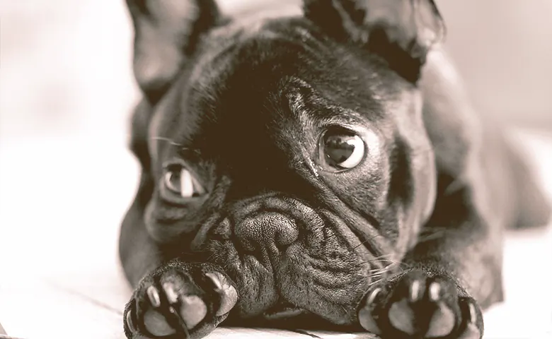 sad look of a French bulldog