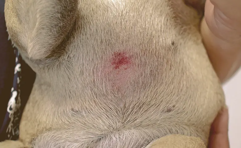 skin irritation on French bulldog
