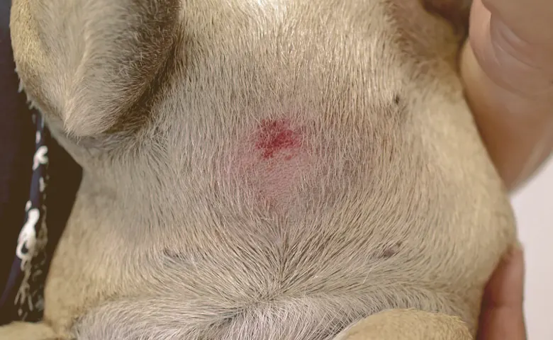 skin irritation on French bulldog skin irritation on French bulldog
