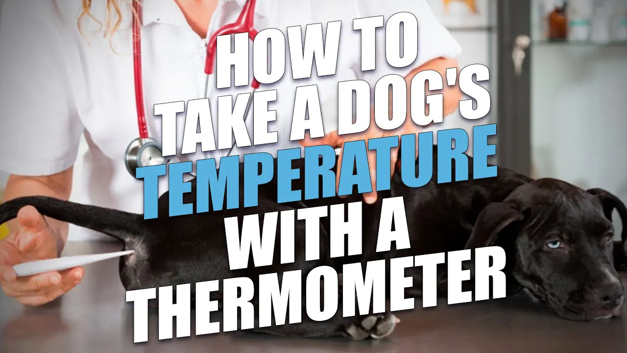 temperature via a rectal thermometer