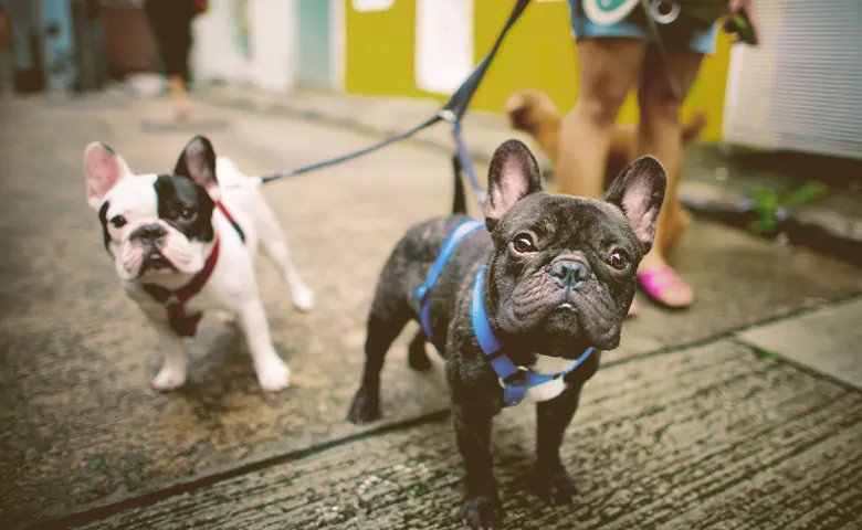 two French bulldog being walked by owner two French bulldog being walked by owner