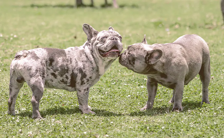 two French bulldogs smelling each other