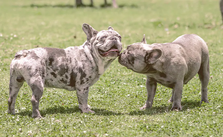 two French bulldogs smelling each other two French bulldogs smelling each other
