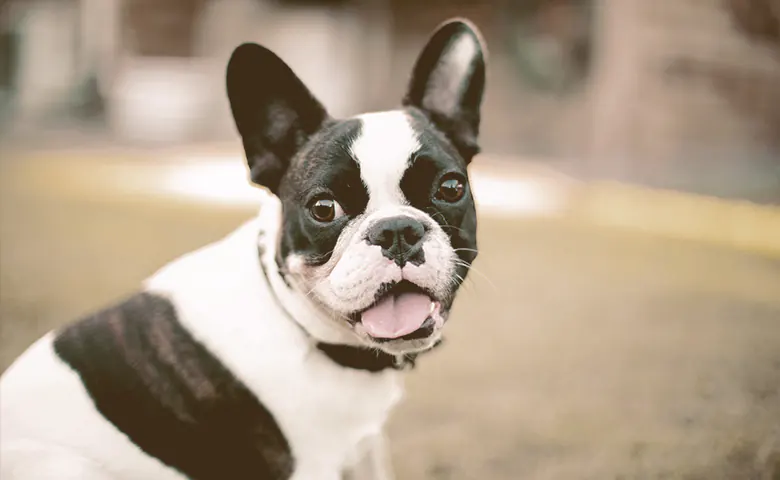 white and black French bulldog looking
