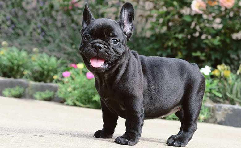 Black French Bulldog looking