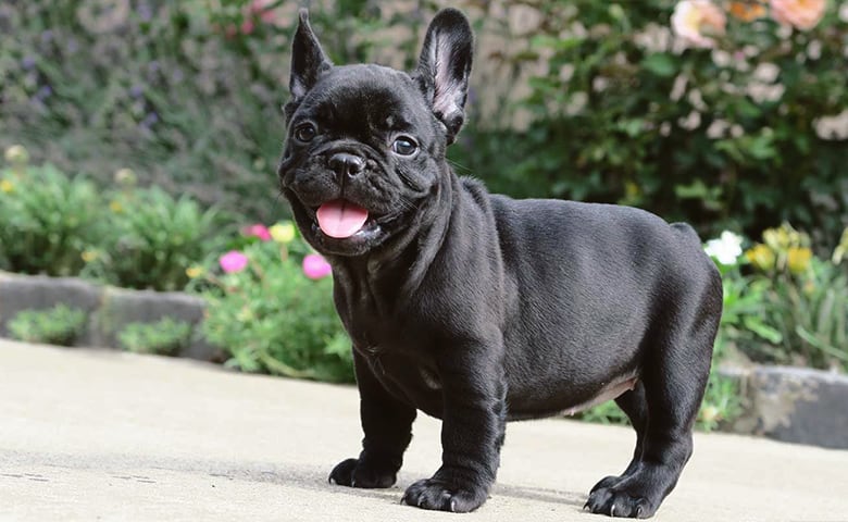 Black French Bulldog looking Black French Bulldog looking