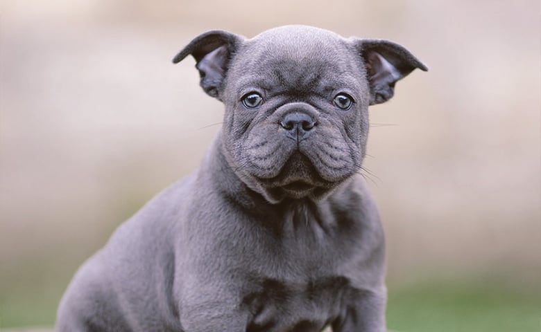 Blue French Bulldog looking