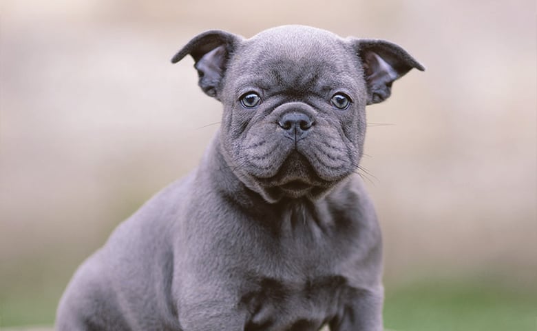 Blue French Bulldog looking Blue French Bulldog looking