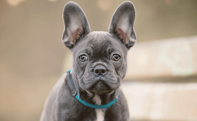 Blue French Bulldog looking up