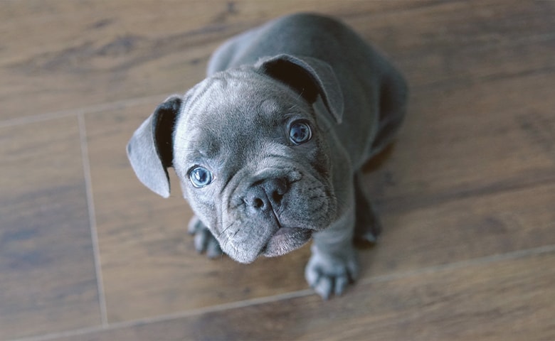 Blue French Bulldog looking up