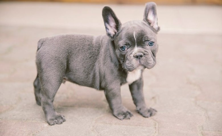 Blue French Bulldog looking