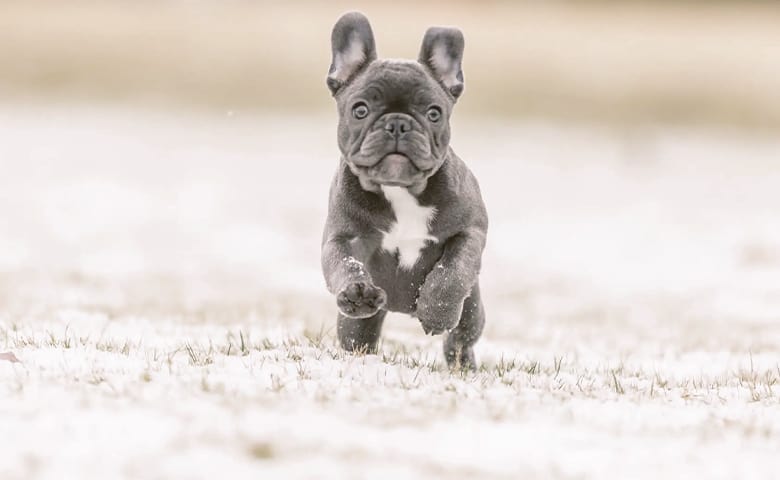 Blue French Bulldog running on the snow