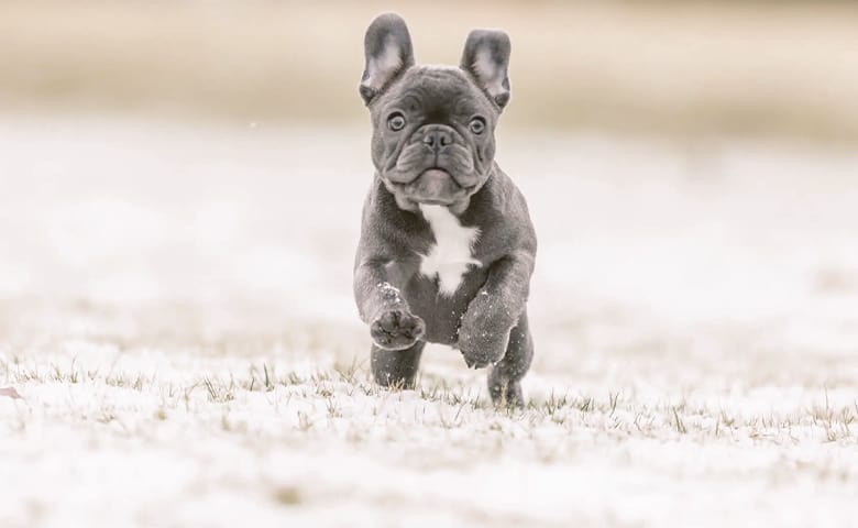 Blue French Bulldog running on the snow Blue French Bulldog running on the snow