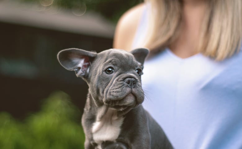 Blue French Bulldog with owner looking away