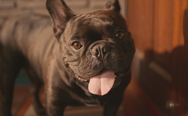 Chocolate French Bulldog looking