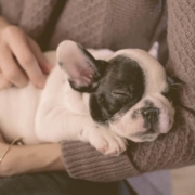 French bulldog sleeping on the arms of owner