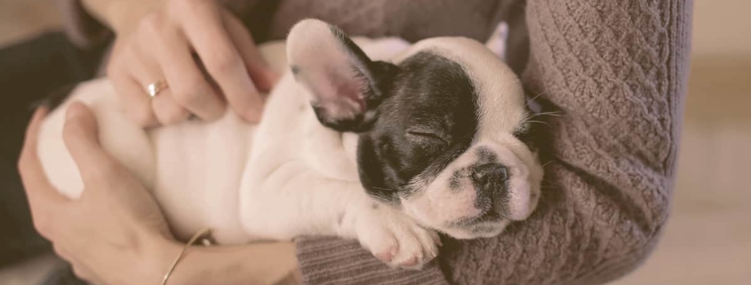 French bulldog sleeping on the arms of owner