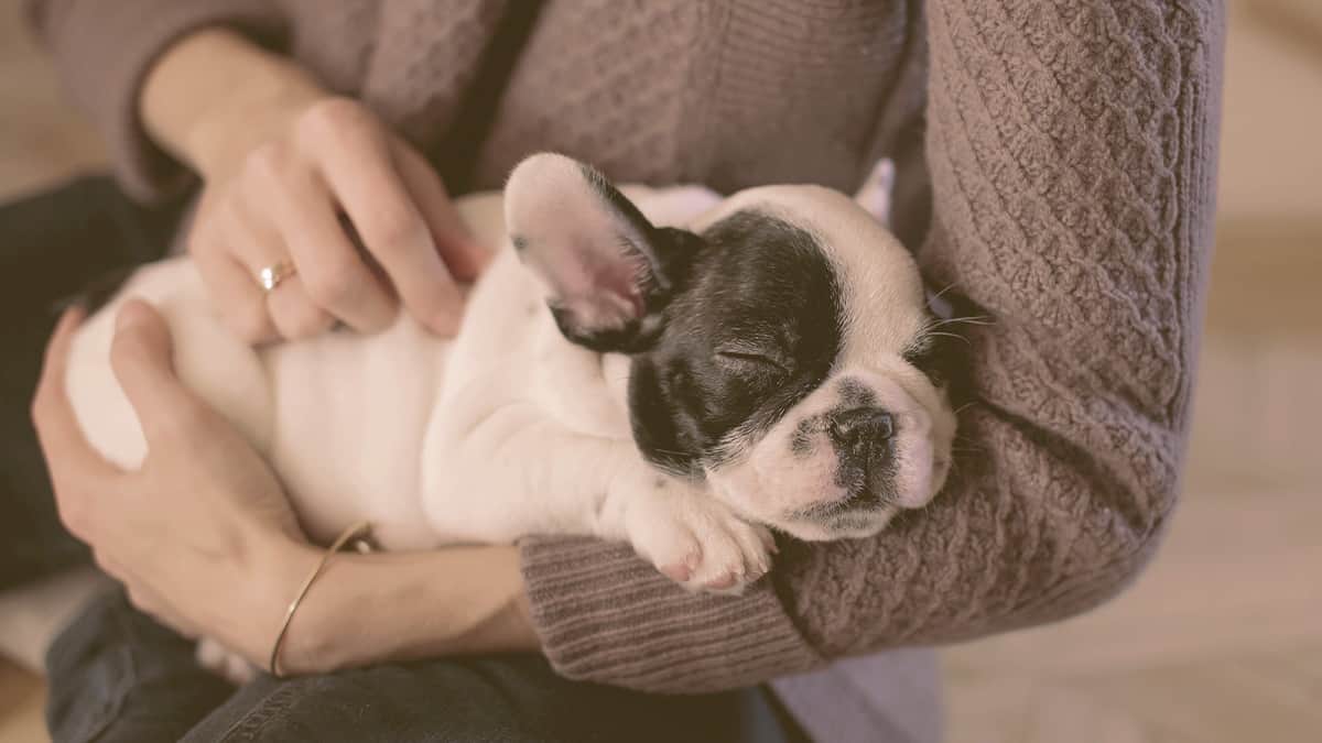 French bulldog sleeping on the arms of owner
