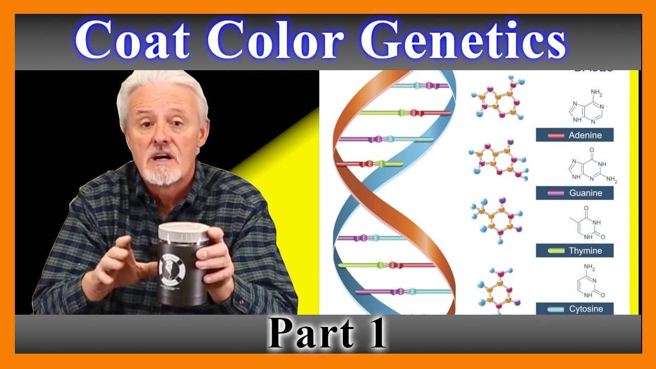 Dog Coat Color Genetics Explained