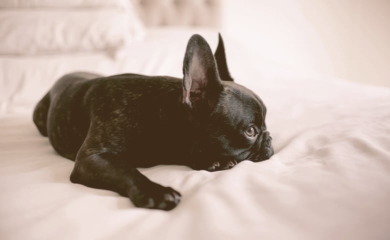 French Bulldog laying on the bed with ears listening surroundings