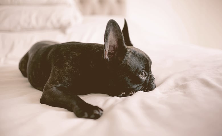French Bulldog laying on the bed with ears listening surroundings French Bulldog laying on the bed with ears listening surroundings