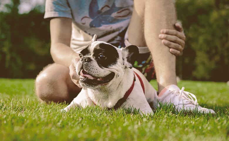 French Bulldog laying on the grass next to a boy