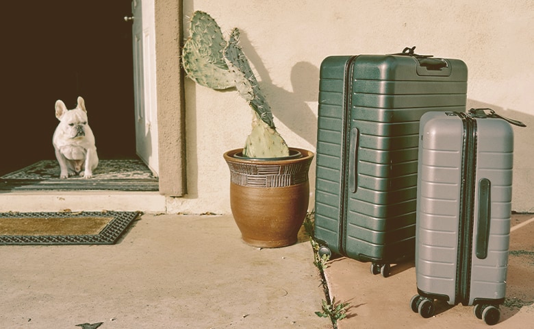 French Bulldog looking to travel bags French Bulldog looking to travel bags
