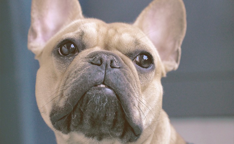 French Bulldog looking up