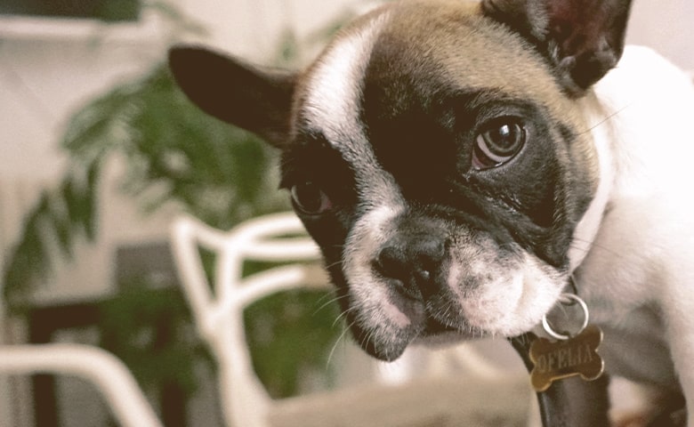 French Bulldog looking