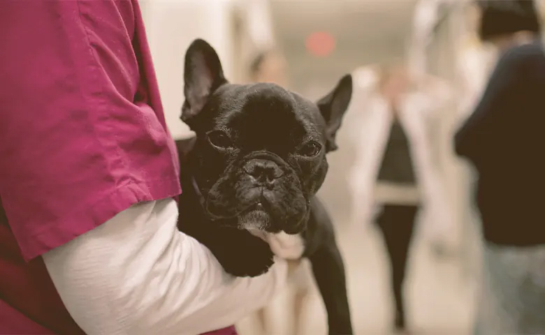 French bulldog being hold by a vet