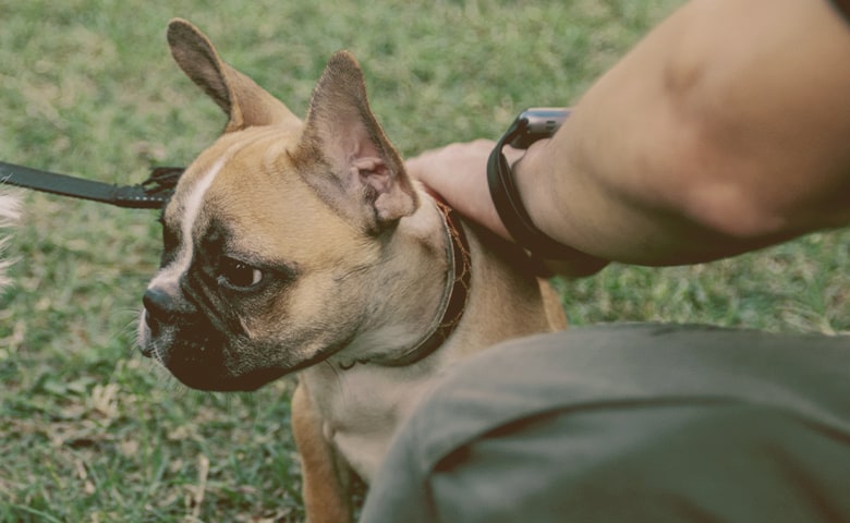 French bulldog being petted by owner