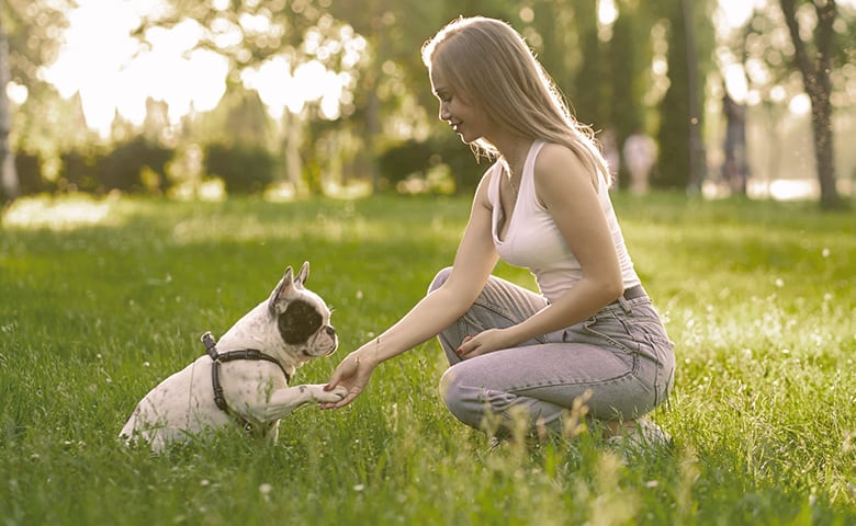 French bulldog giving the paw to a girl