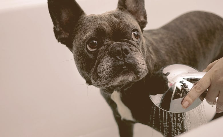 French bulldog inside a bathtub looking suspicious