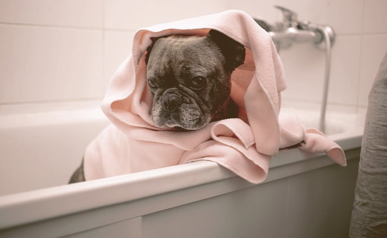 French bulldog inside a bathtub wrapped in a towel