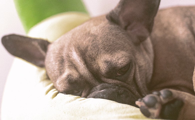 French bulldog laying down on a pillow