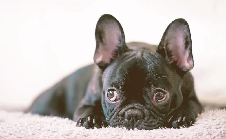 French bulldog laying down on the carpet looking up