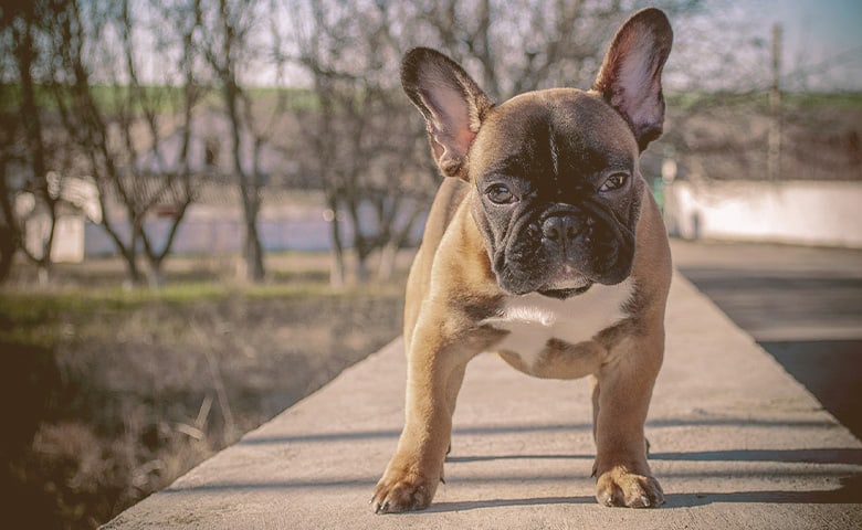 French bulldog lon the sidewalk looking