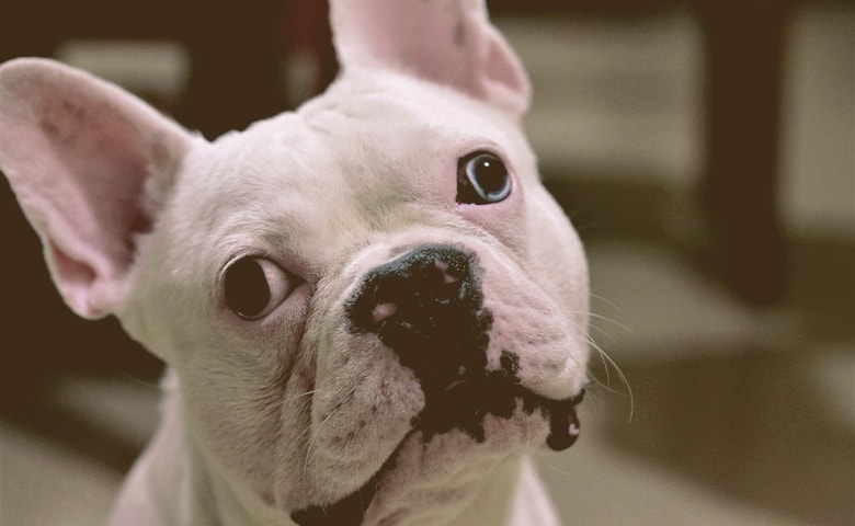 French bulldog looking and tilting his head