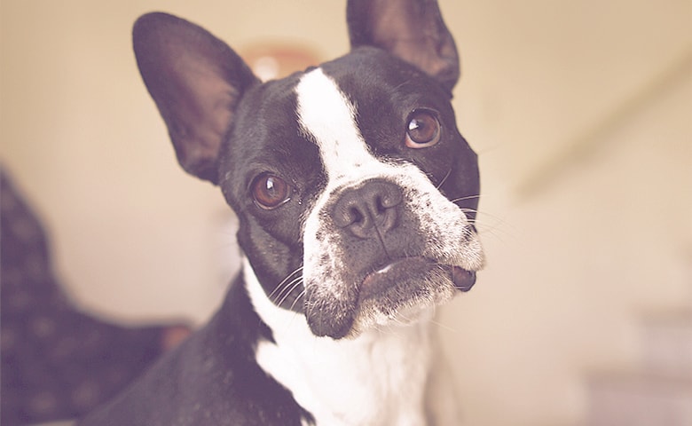 French bulldog looking and tilting his head