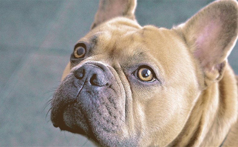 French bulldog looking up